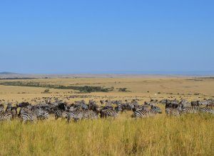 Kenia Masai Mara seeproja