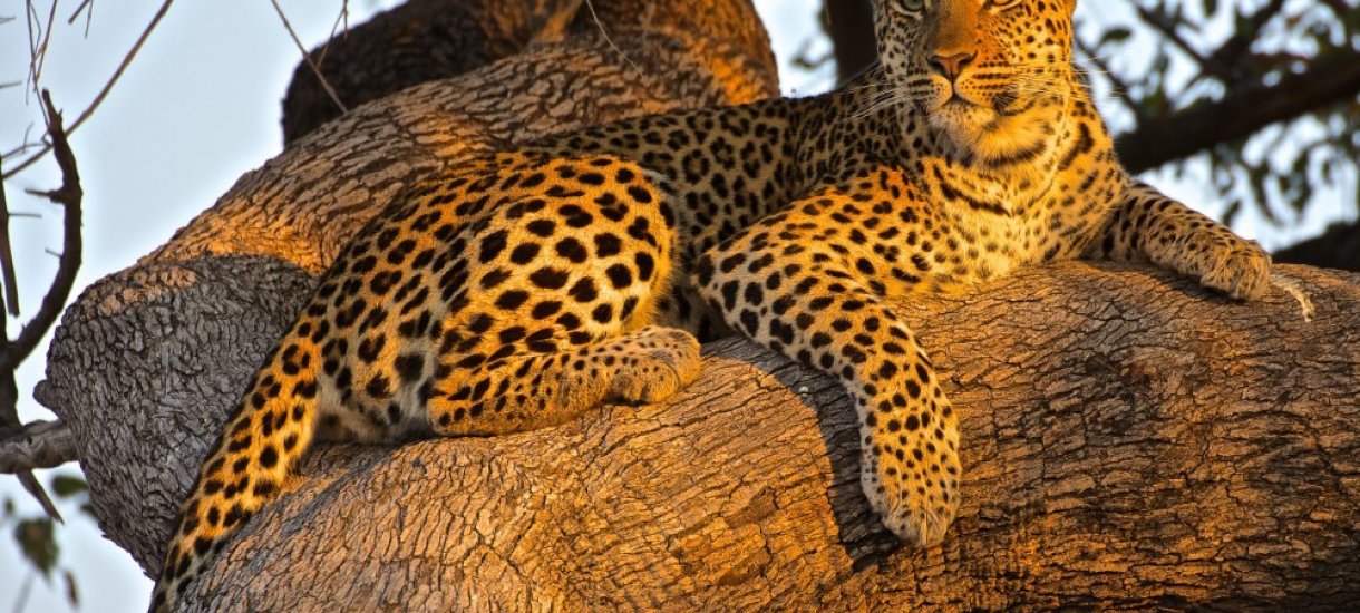 Leopardeja