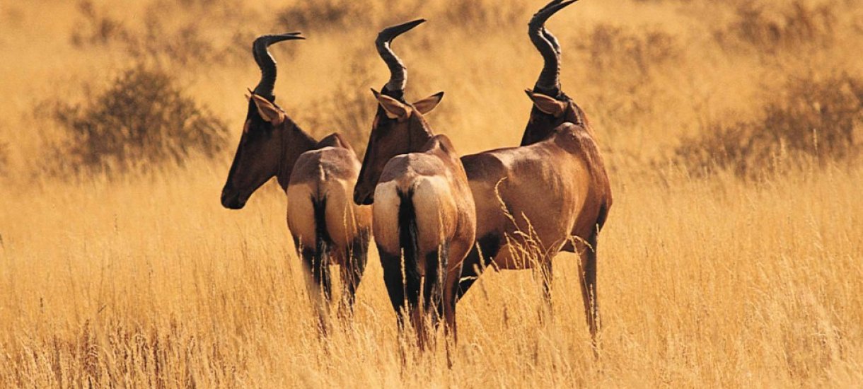 Savannien asukkaita, Krugerin kansallispuisto