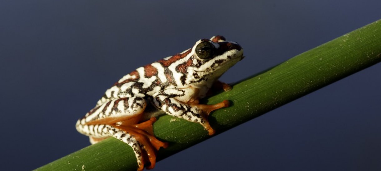 Botswana, safari