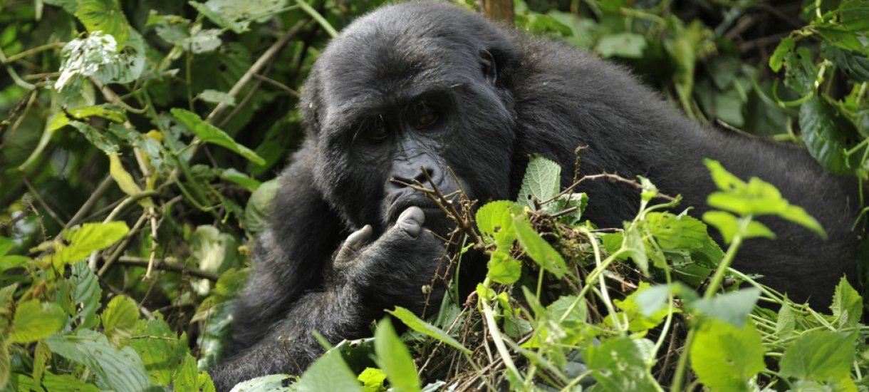 Uganda, gorillasafari, vuorigorilla
