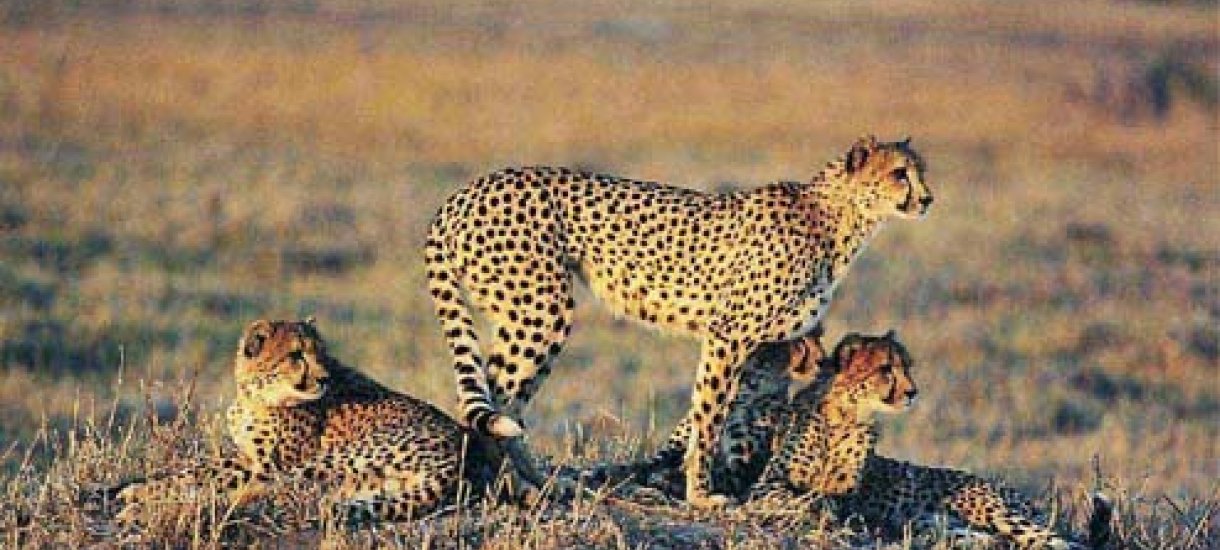 Cheetah, Botswana