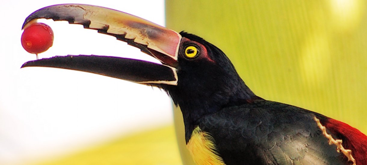 Aracari, Costa Rica