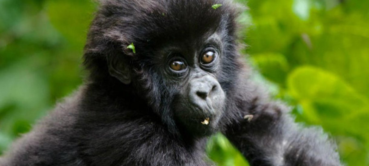 Uganda, gorillasafari,  vuorigorilla