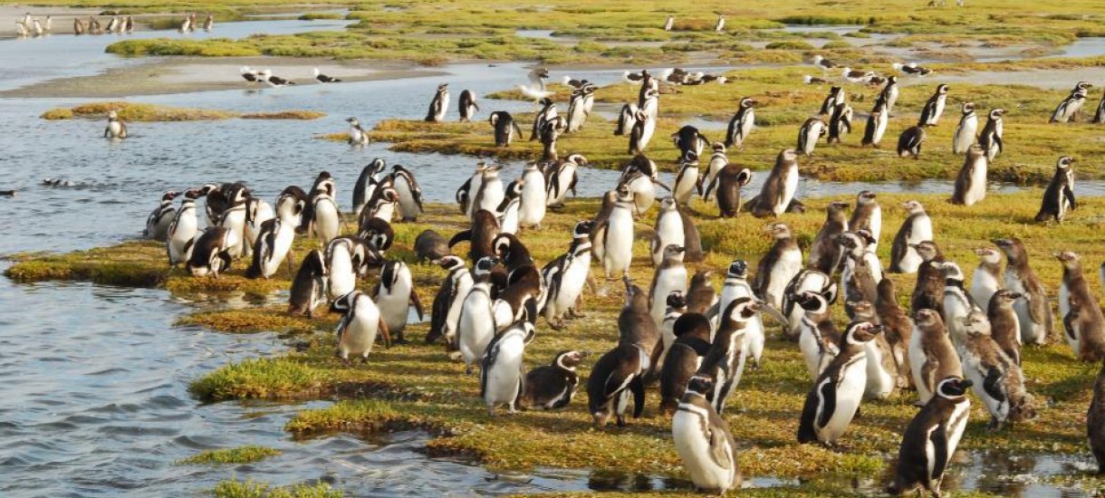 Bahia Bustamante Lodge, Argentiina, Patagonia