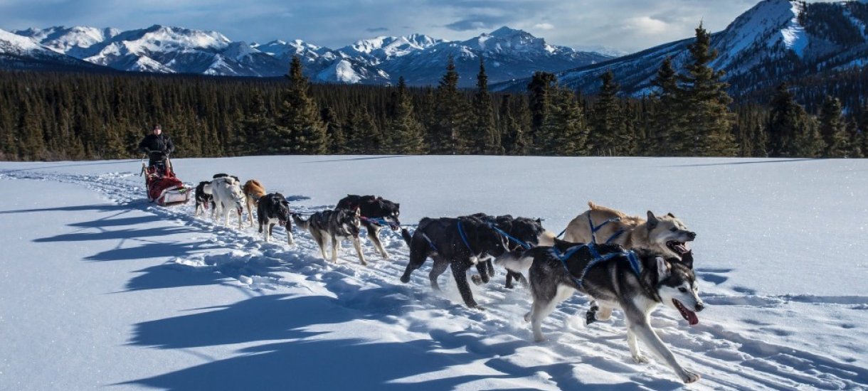 Koiravaljakko, Alaska