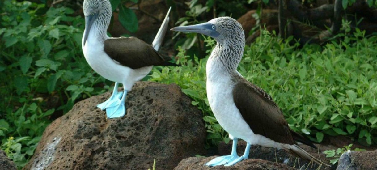 Galapagos, Ecuador