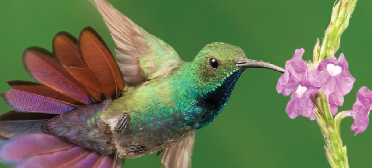 Green-breasted Mango hummingbird, Costa Rica