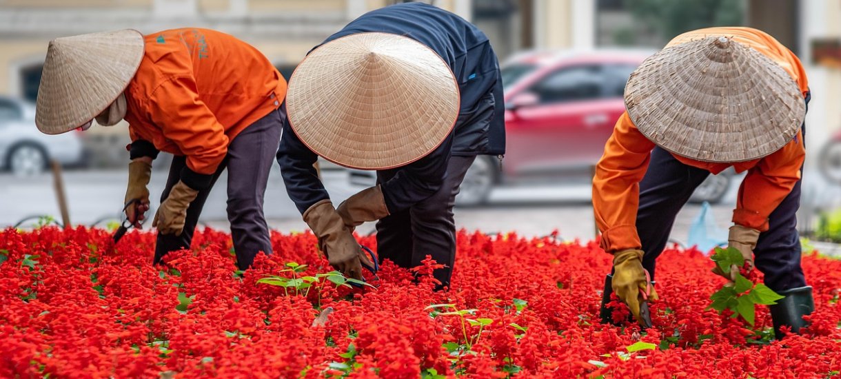 Hanoi Gardening