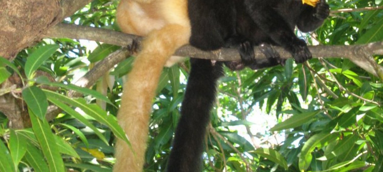 Lemuri, Madagaskar