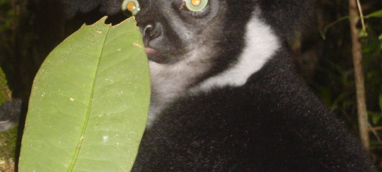 Lemuri, Madagaskar