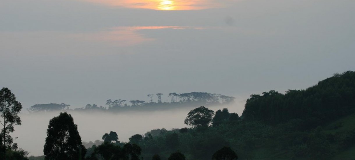 Uganda, gorillasafari,  vuorigorilla