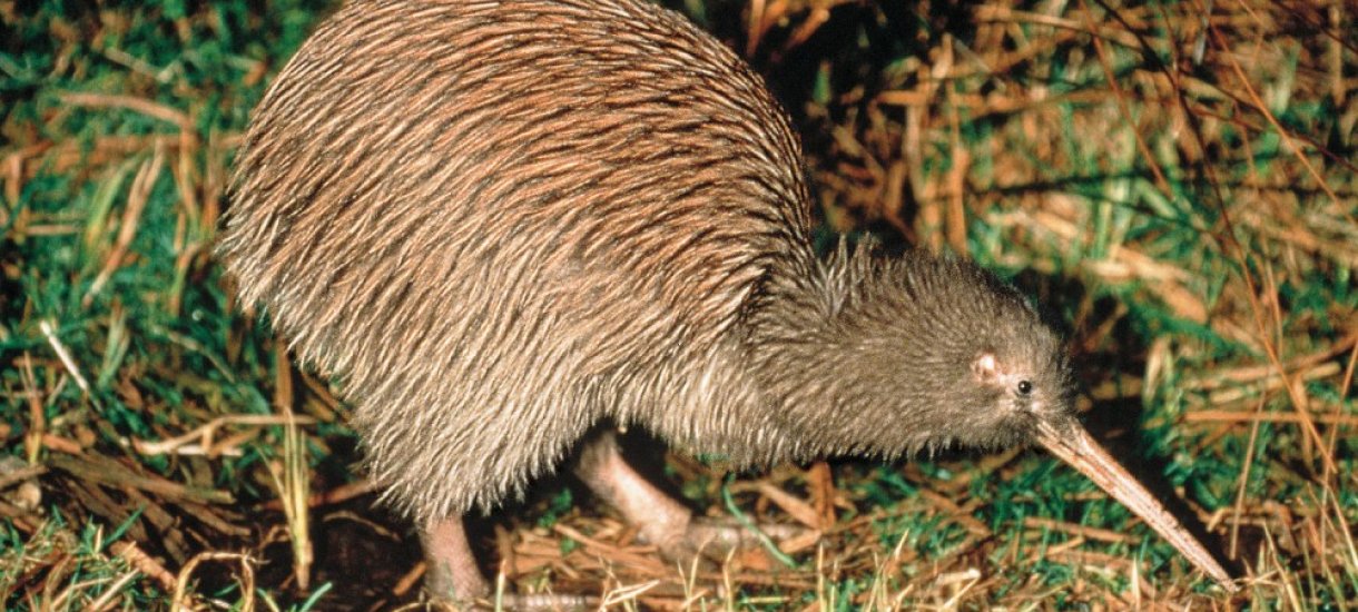 Kiwi, Uusi-Seelanti Kiwi, Uusi-Seelanti