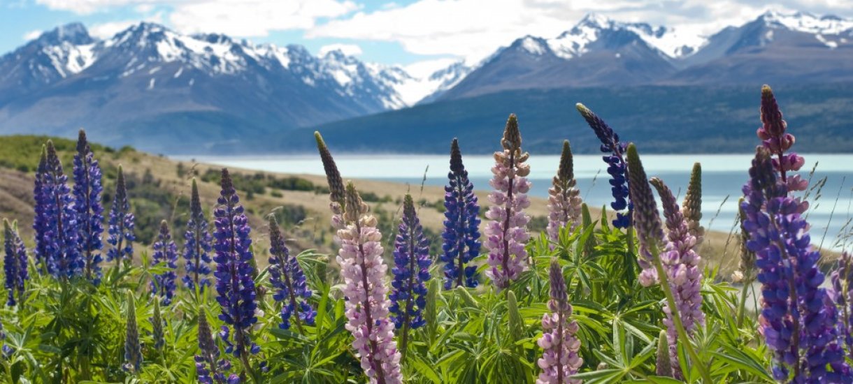 Uusi-Seelanti Uusi-Seelanti