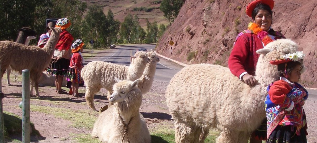 Alpakoita Pyhässä laaksossa Cuscossa