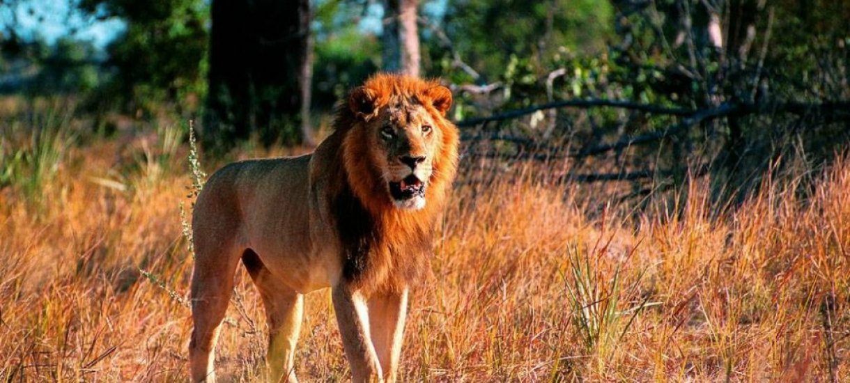 Leijona safarilla Botswanassa