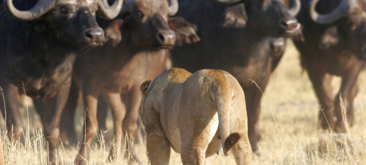 Leijona ja buffaloja, Botswana