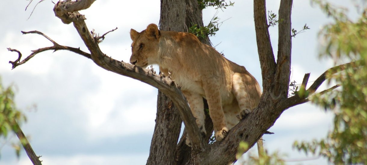 Kenia Masai Mara Mara Intrepids leijona puussa