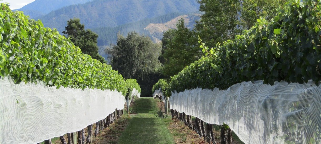 Marlborough wines