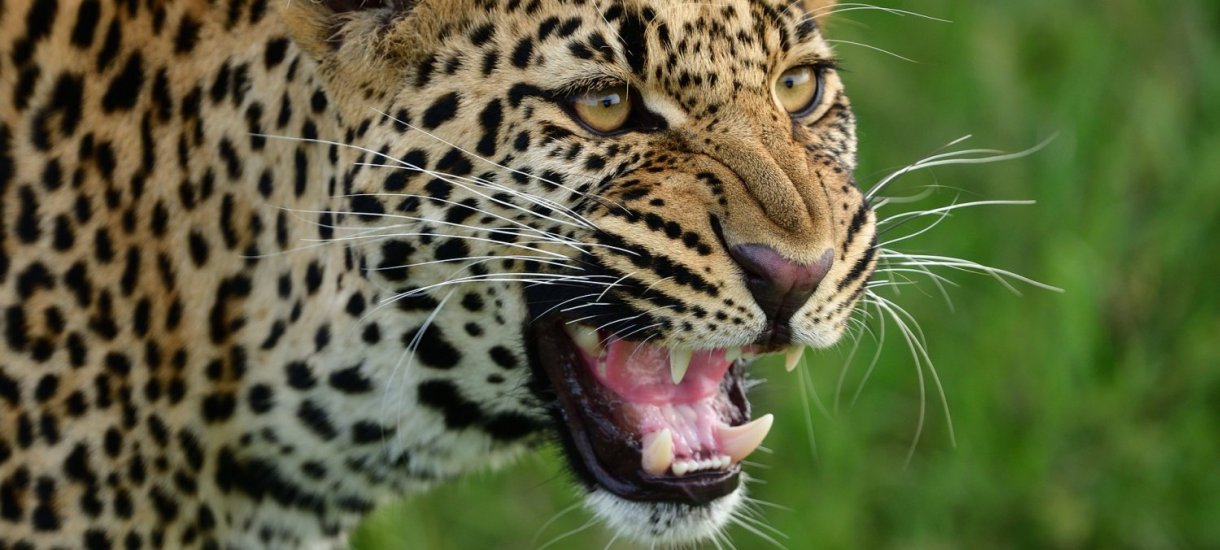 Kenia Masai Mara Mara Intrepids leopardi