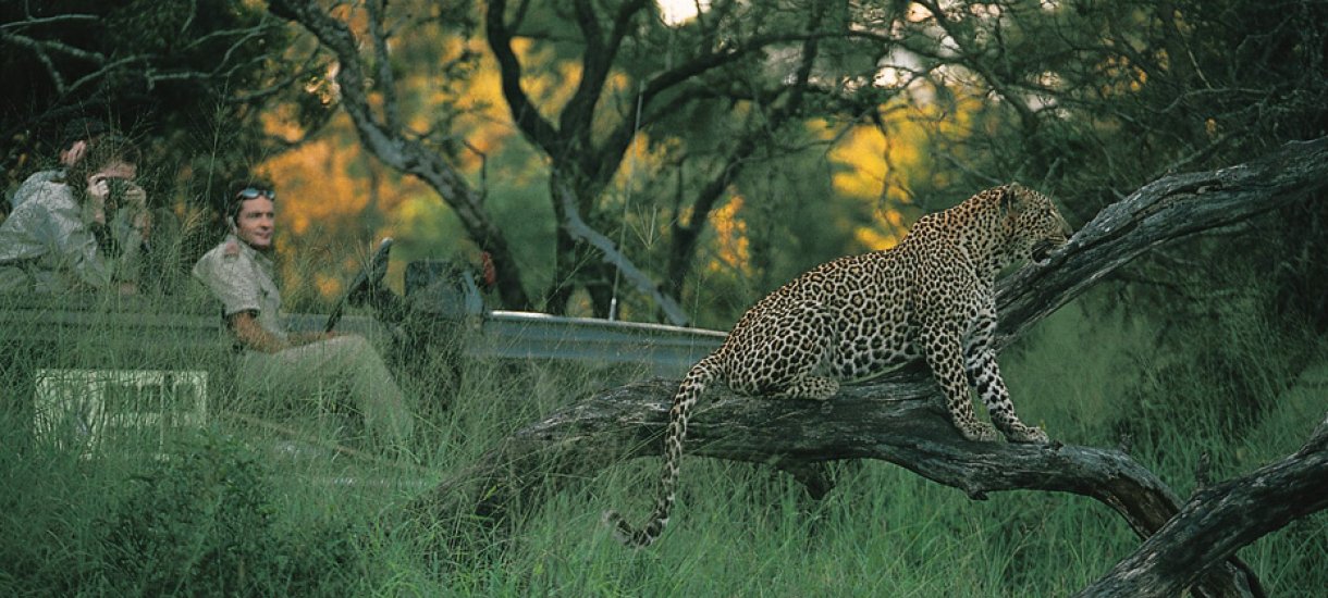 Leopardi, Mala Mala game reserve, Krugerin kansallispuisto, Mpumalanga