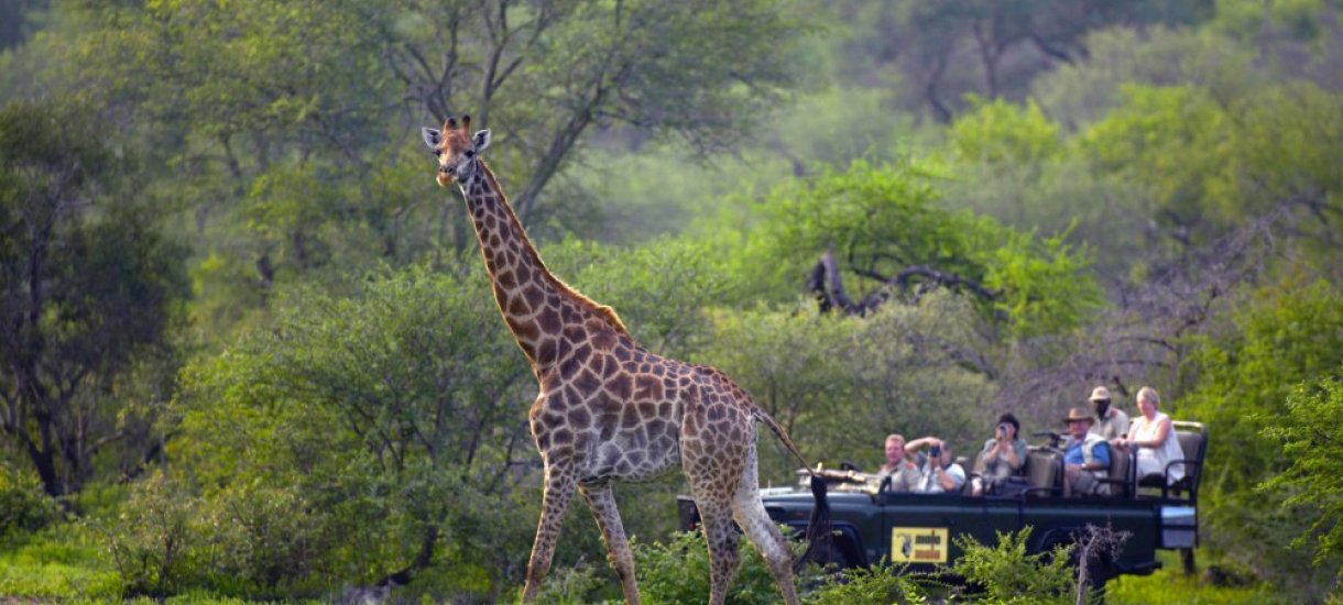 Kirahvi, Mala Mala game reserve, Krugerin kansallispuisto, Mpumalanga
