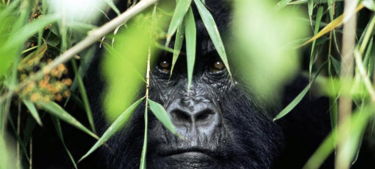 Uganda, gorillasafari,  vuorigorilla
