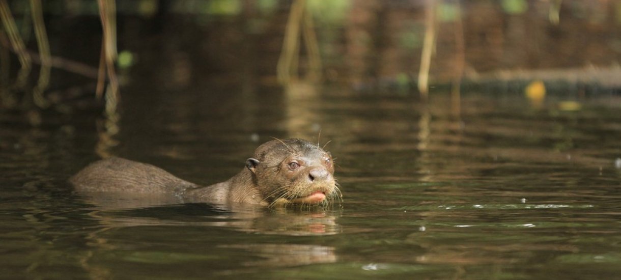 Napo Wildlife Centre Ecolodge, Ecuador