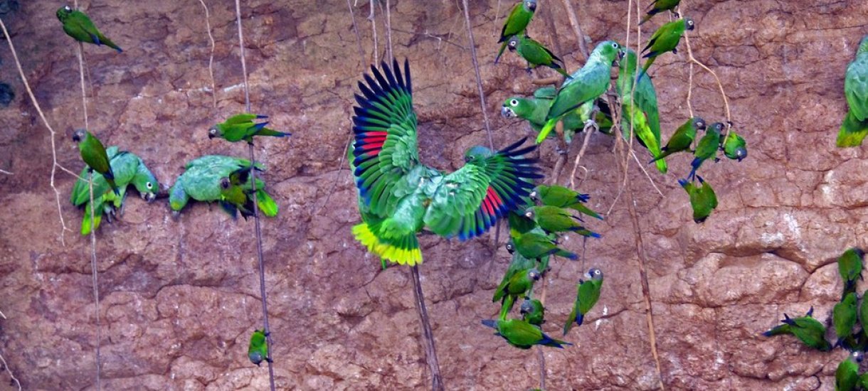 Napo Wildlife Centre Ecolodge, Ecuador