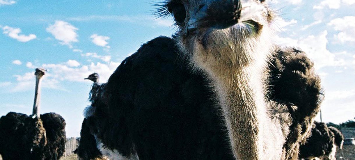 Ostrich, Etelä-Afrikan monet kasvot