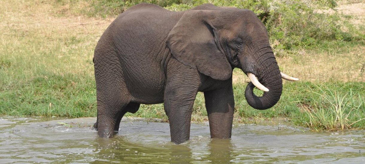 Uganda, gorillasafari,  vuorigorilla