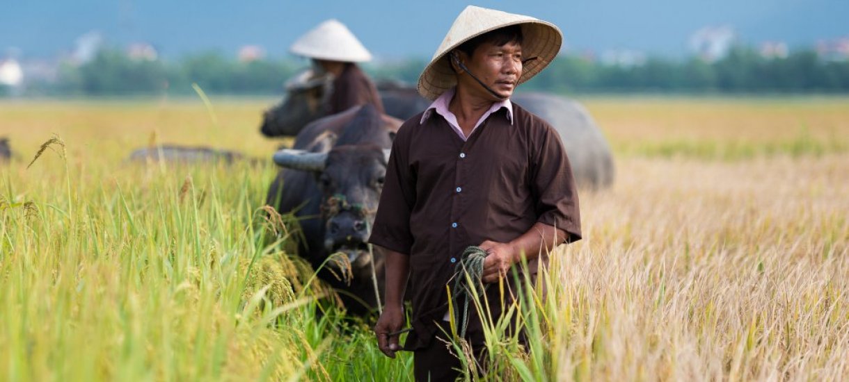 Riisinviljelijöitä, Vietnam, Aasia