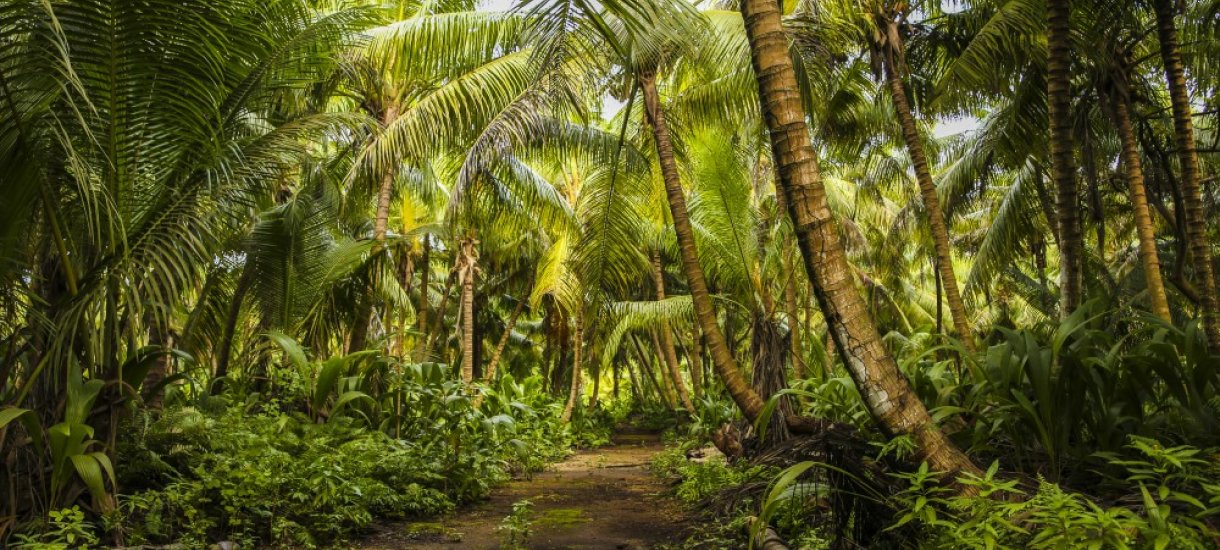 Seychellit, Denis island