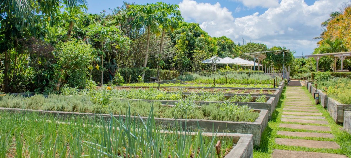 Shanti Maurice herb garden