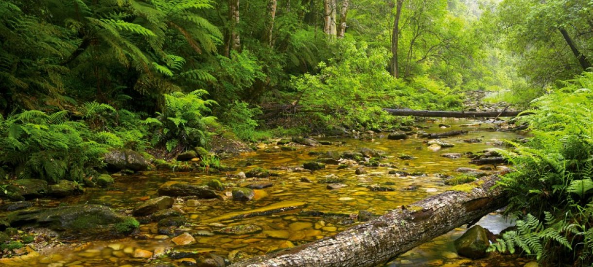 Tsitsikamma metsä, Tsitsikamma kansallispuisto