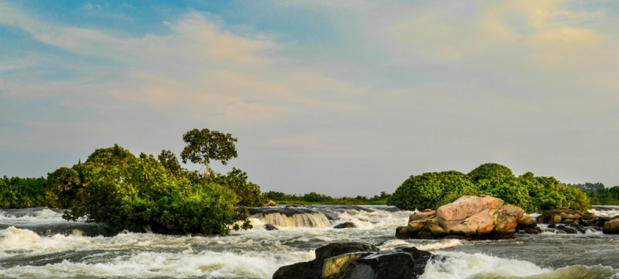 Uganda, gorillasafari,  vuorigorilla