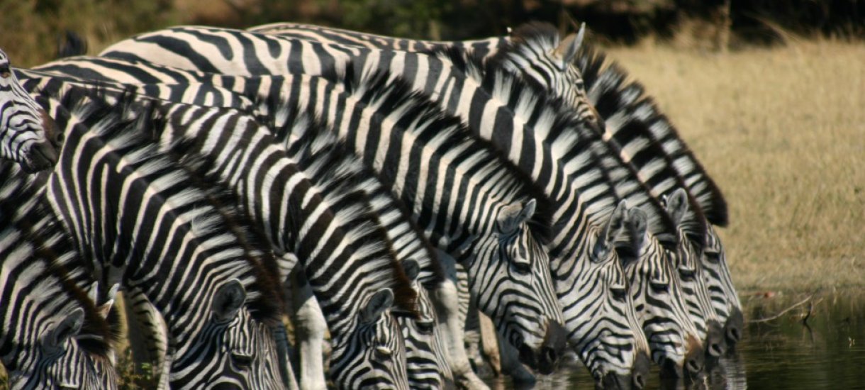 Seeproja juomassa, Botswana