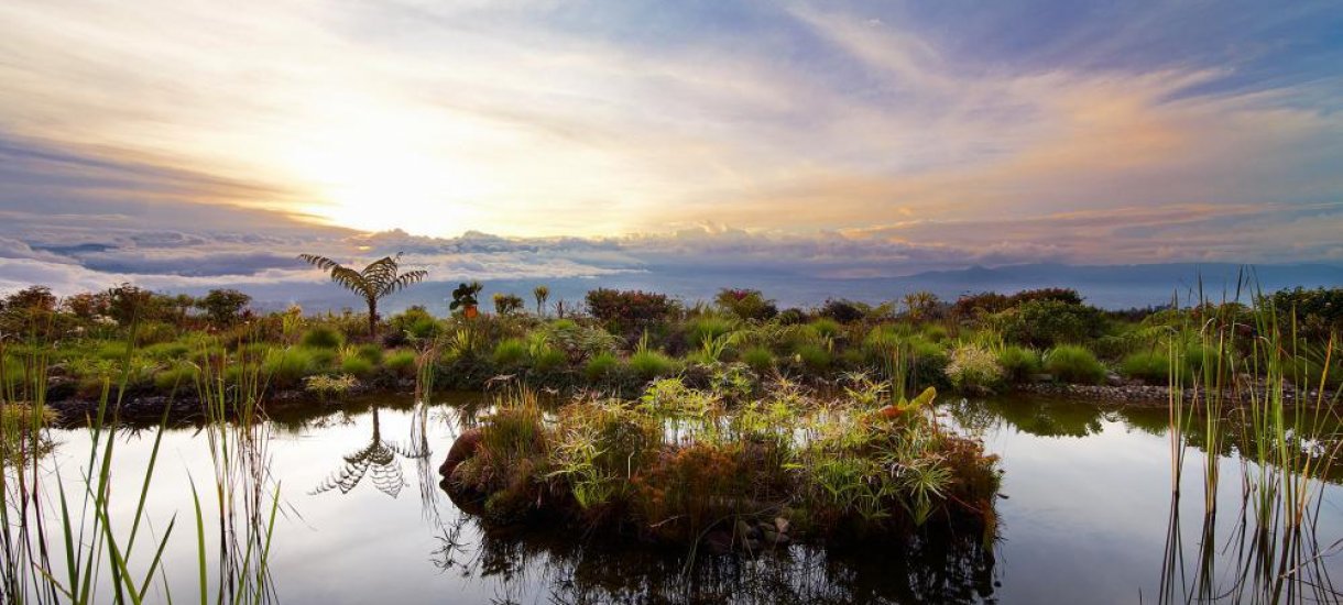 Papua uusi-guinea