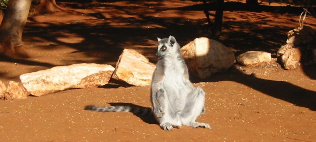 Madagaskar, ringtailed lemurs