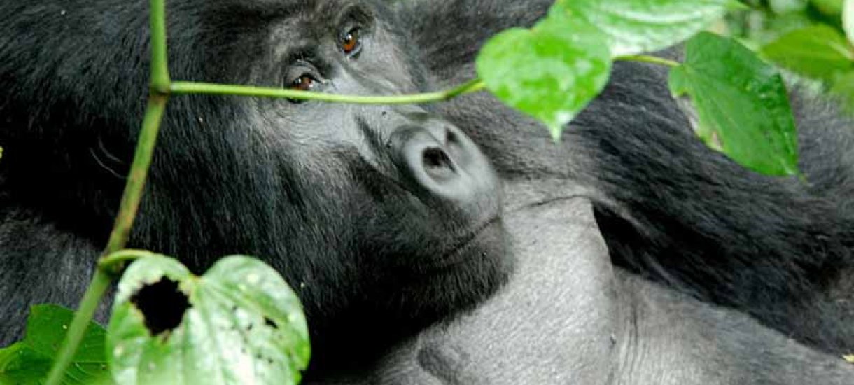 Gorillat Uganda