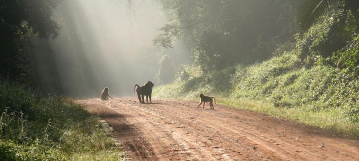 Kibale Forest National Park, Uganda