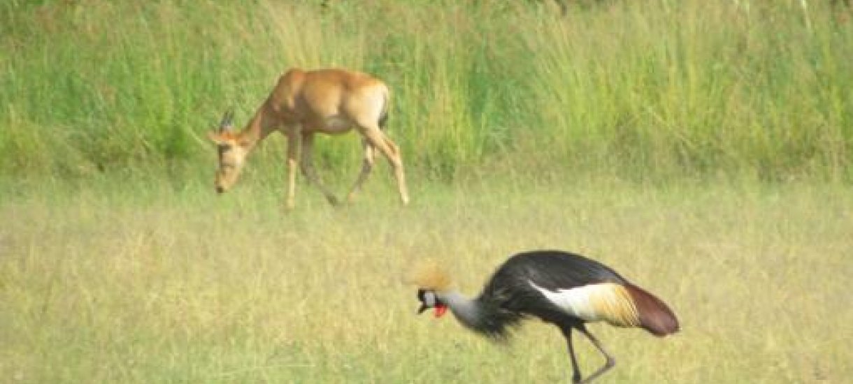 Murchison National Park, Uganda