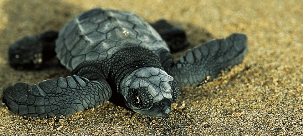 Costa Rica, merikilpikonnia, 